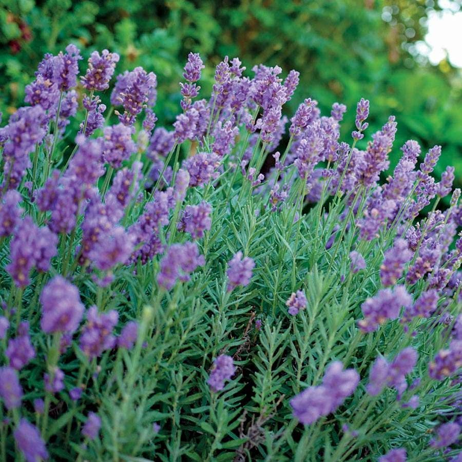 lavender plant year round Lavandula Phenomenal™