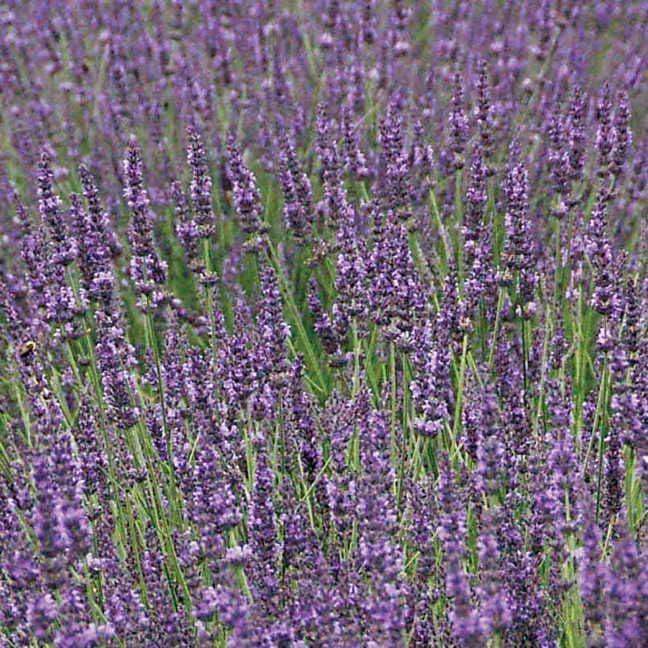 Lavandula Phenomenal™