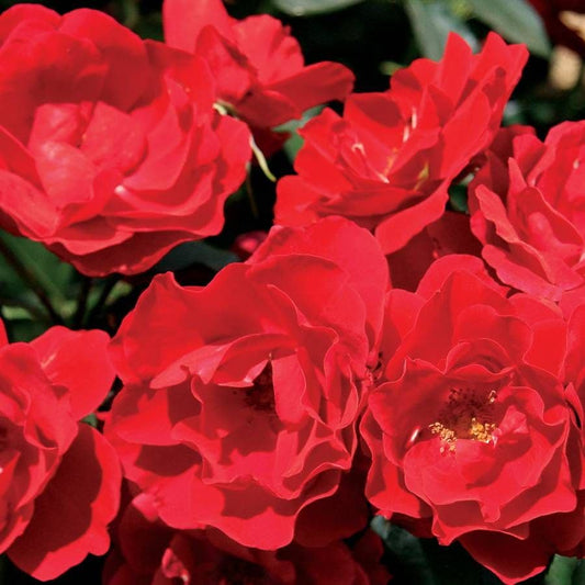 Rosa Double Red Simplicity