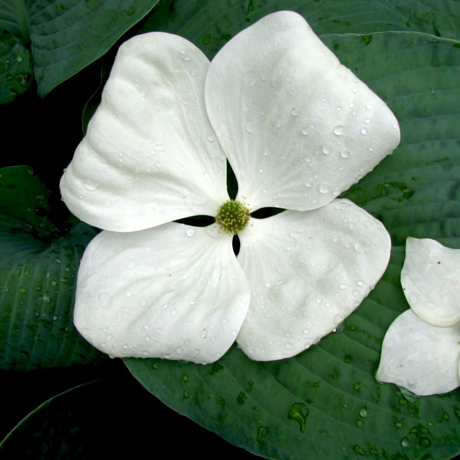Cornus Venus®