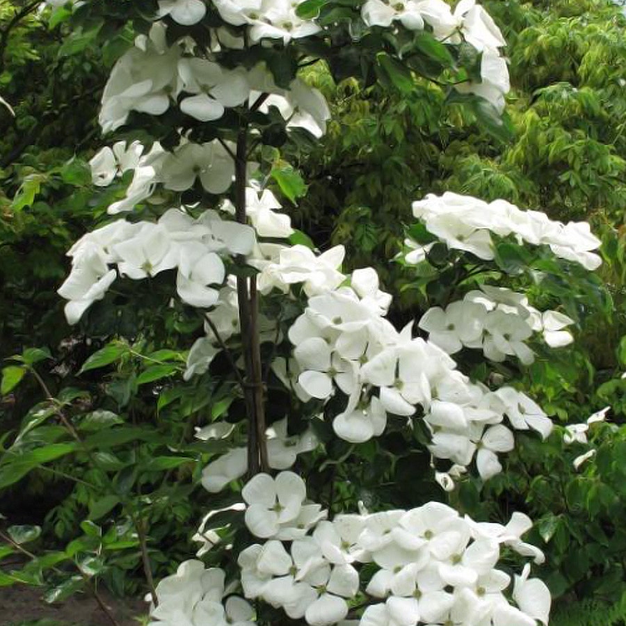 Cornus Venus®