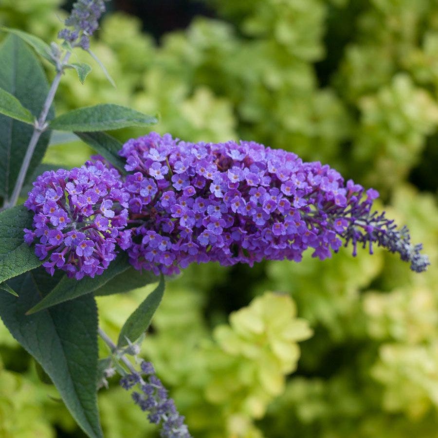 Buddleia Lo & Behold® 'Purple Haze'