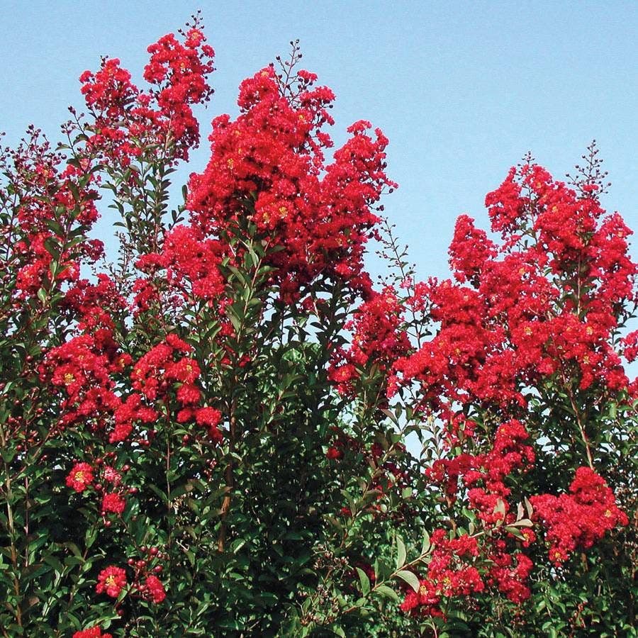 Lagerstroemia Red Rocket®
