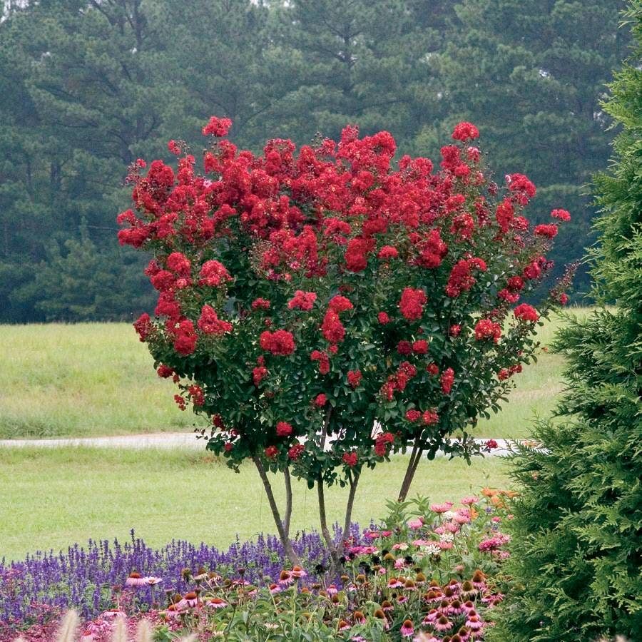 Lagerstroemia Red Rocket®
