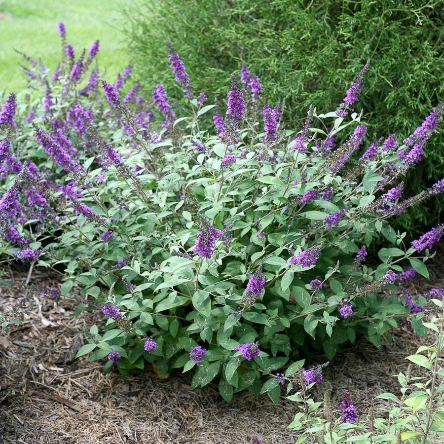 Buddleia Lo & Behold® 'Blue Chip Jr.'