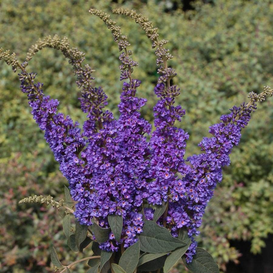 Buddleia Lo & Behold® 'Blue Chip Jr.'