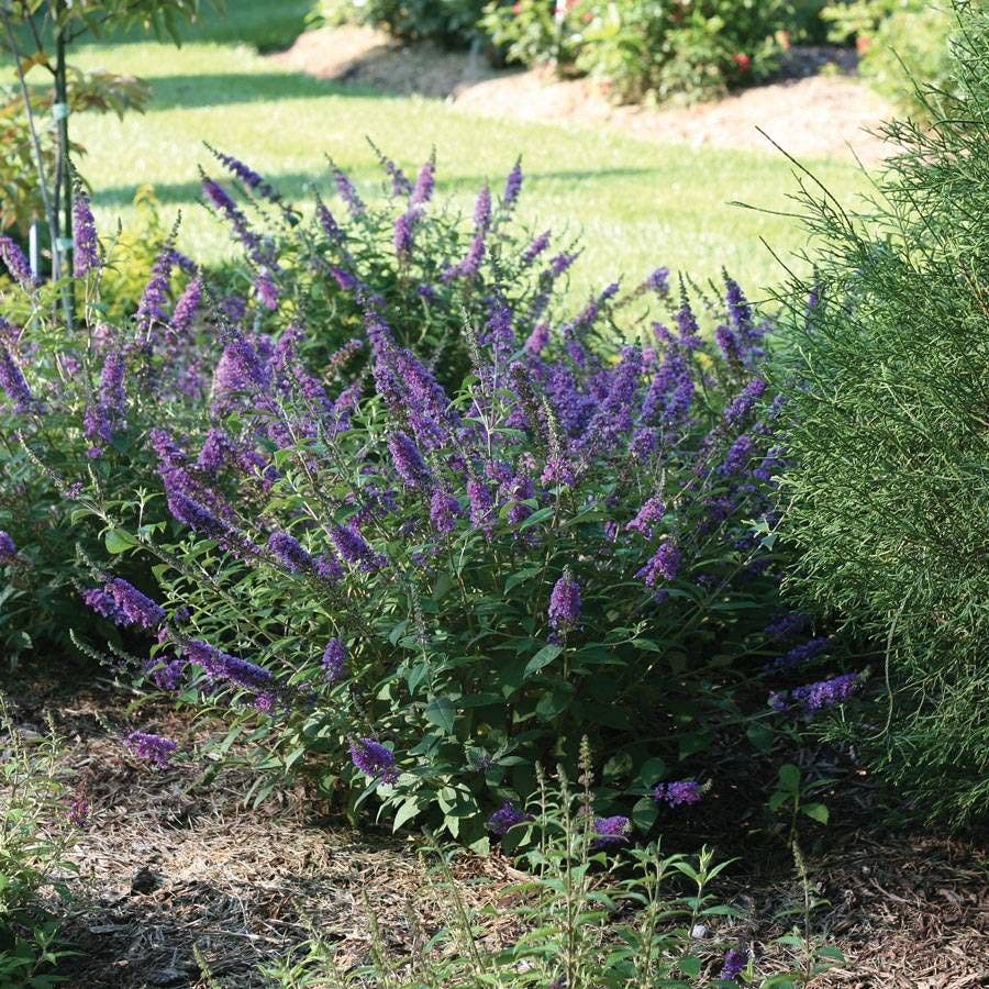 Buddleia Lo & Behold® 'Blue Chip Jr.'