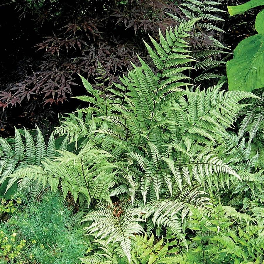 Athyrium 'Ghost'