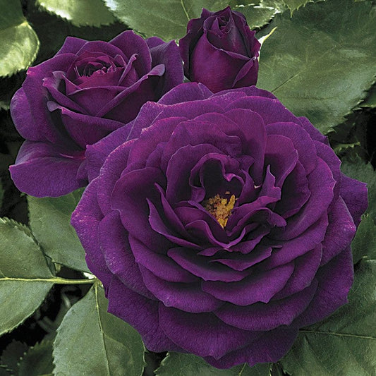 Rosa Ebb Tide™