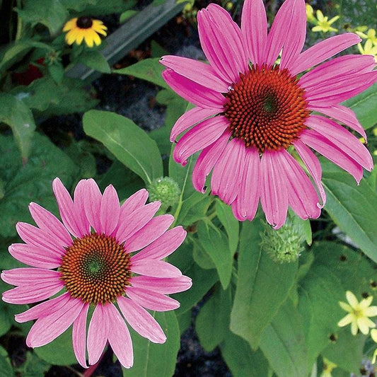 Echinacea 'Magnus' Purple Coneflower