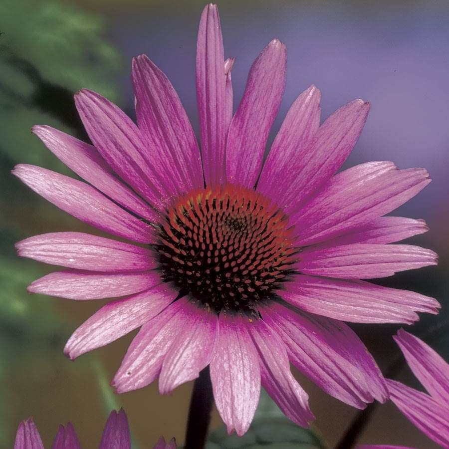 Echinacea 'Magnus' Purple Coneflower