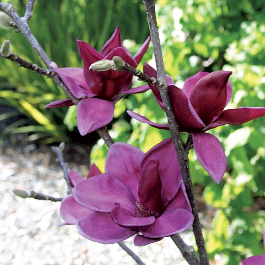 Magnolia 'Genie'