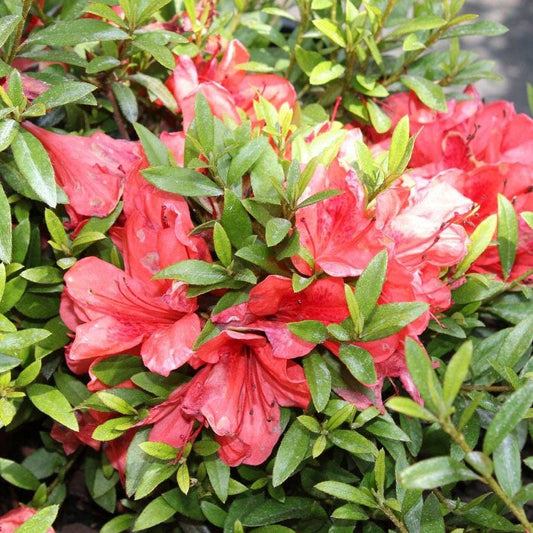 Azalea 'Flame Creeper'