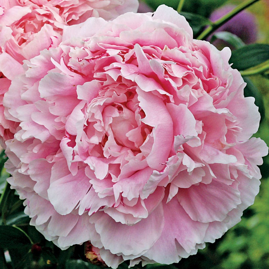 Paeonia 'Sarah Bernhardt'