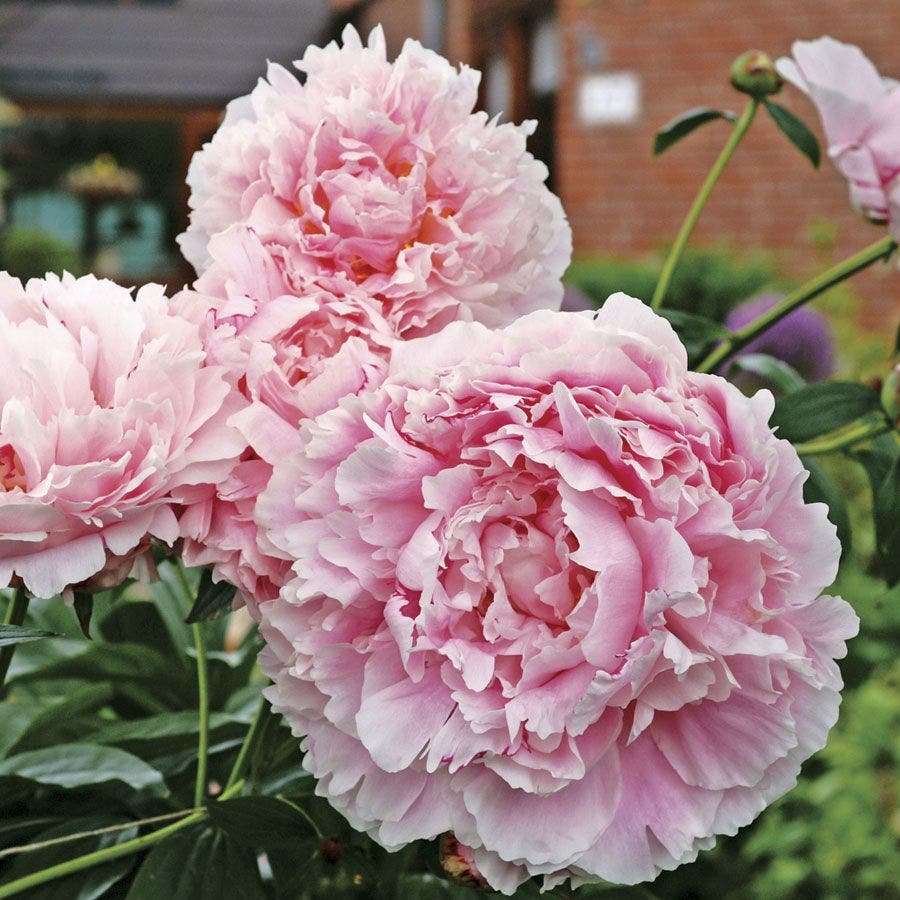 Paeonia 'Sarah Bernhardt'