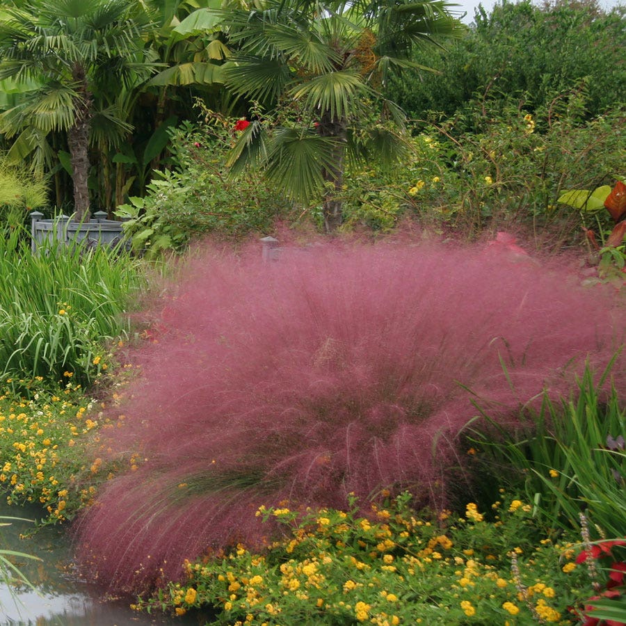 Muhlenbergia Pink Muhly Grass Plant