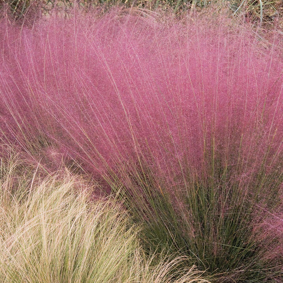 Muhlenbergia Pink Muhly Grass Plant