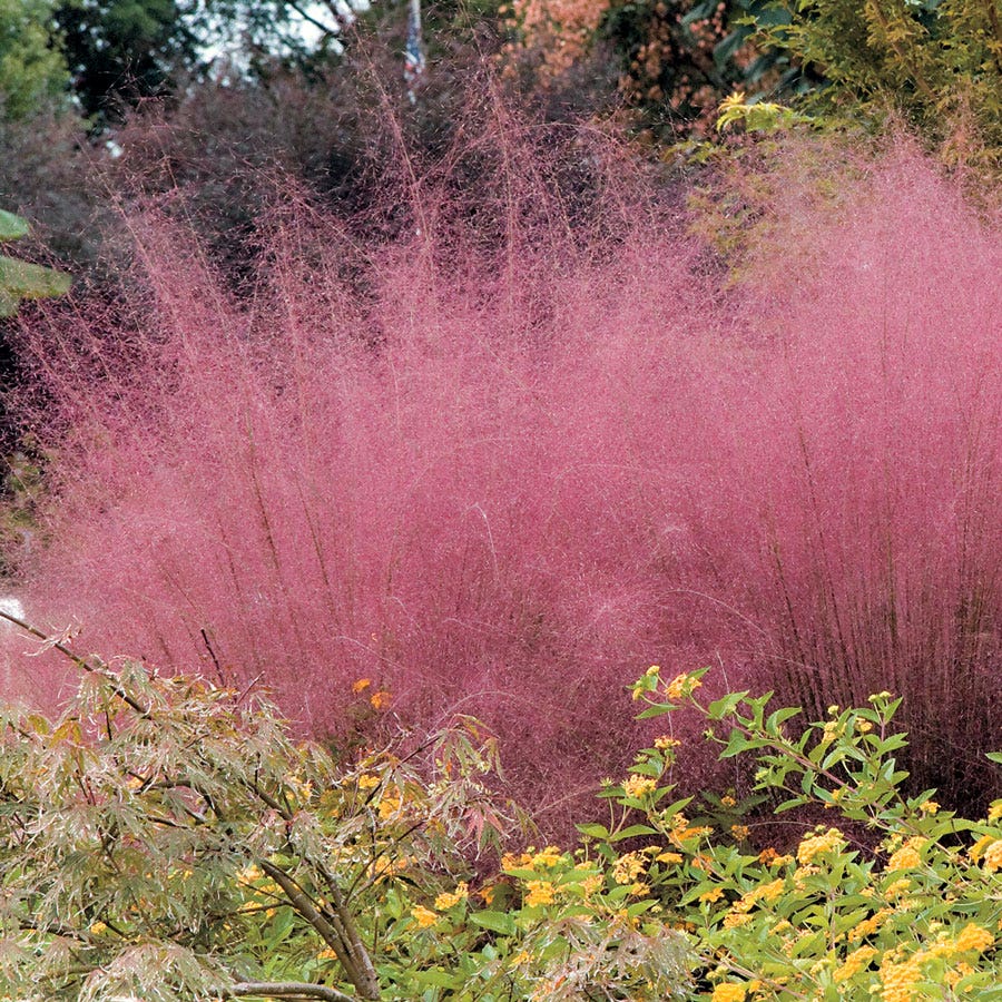 Muhlenbergia Pink Muhly Grass Plant