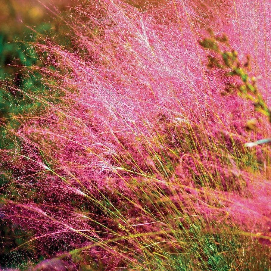 Muhlenbergia Pink Muhly Grass Plant