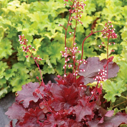 Heuchera 'Fire Chief' Coral Bells