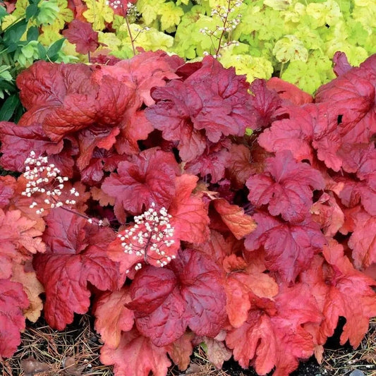Heuchera 'Fire Chief' Coral Bells