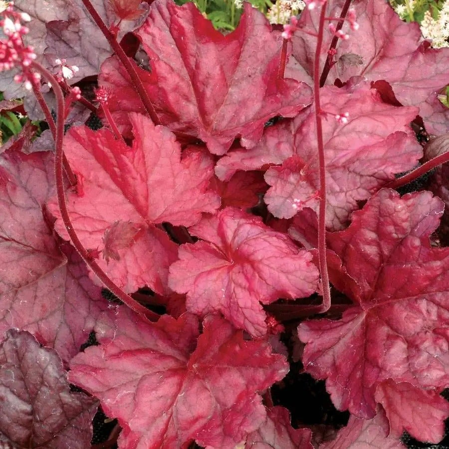 Heuchera 'Fire Chief' Coral Bells