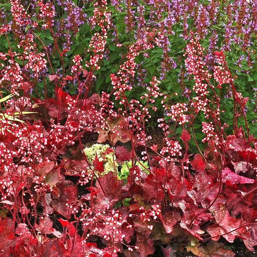 Heuchera 'Fire Chief' Coral Bells
