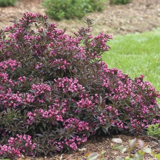 Weigela Spilled Wine®