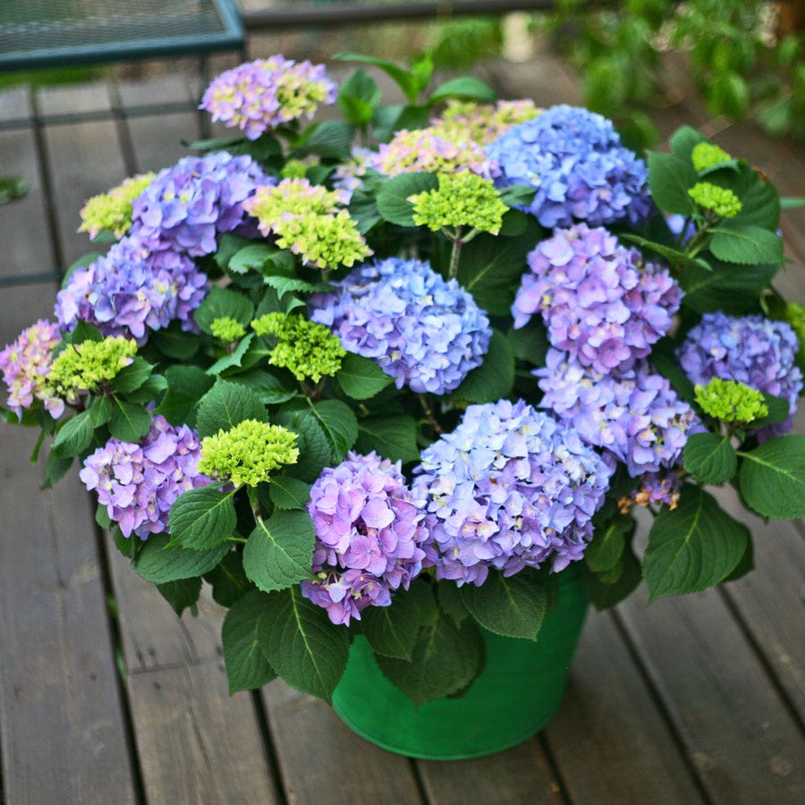 Let's Dance® Rhythmic Blue® Bigleaf Hydrangea