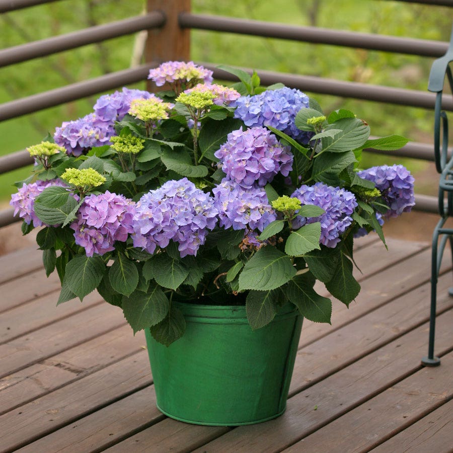 Let's Dance® Rhythmic Blue® Bigleaf Hydrangea