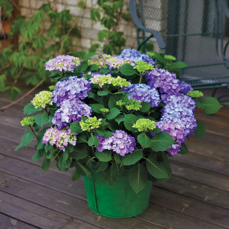 Let's Dance® Rhythmic Blue® Bigleaf Hydrangea