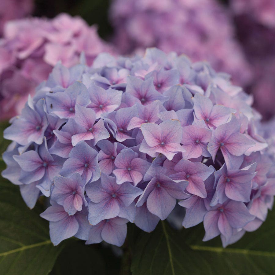 Let's Dance® Rhythmic Blue® Bigleaf Hydrangea