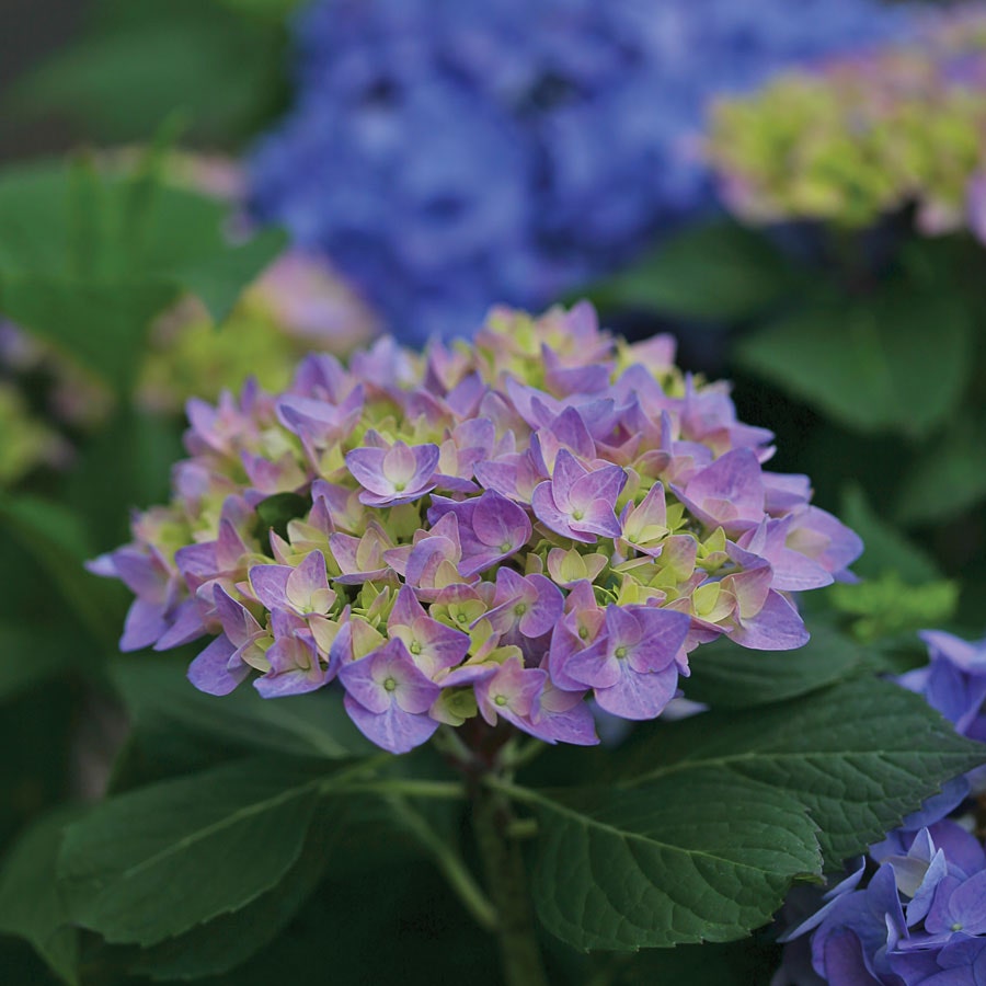 Let's Dance® Rhythmic Blue® Bigleaf Hydrangea