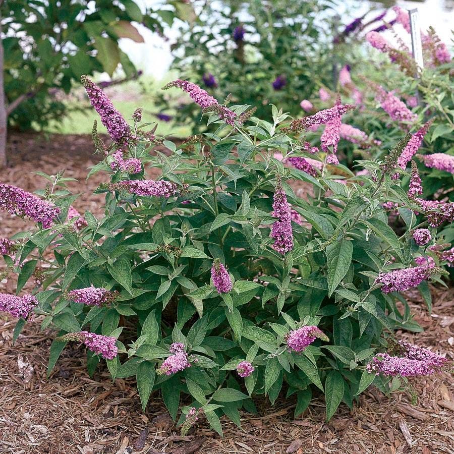Buddleia Lo & Behold® Pink Micro Chip