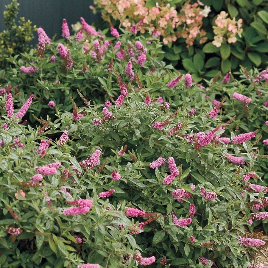 Buddleia Lo & Behold® Pink Micro Chip