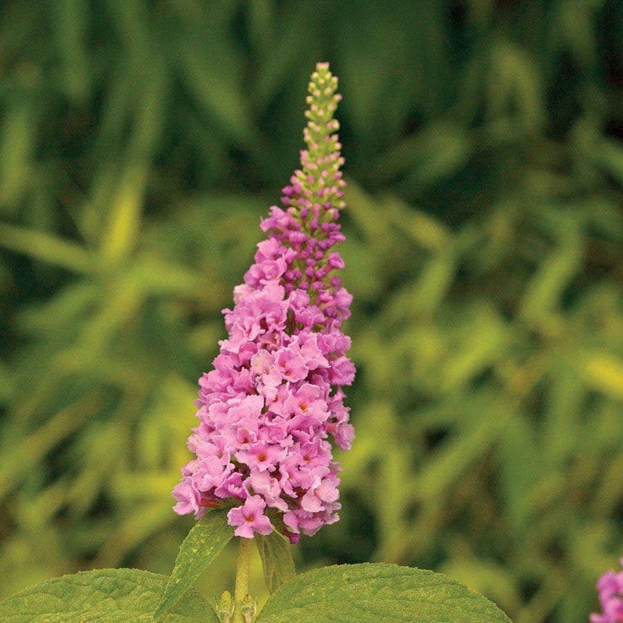 Buddleia Lo & Behold® Pink Micro Chip