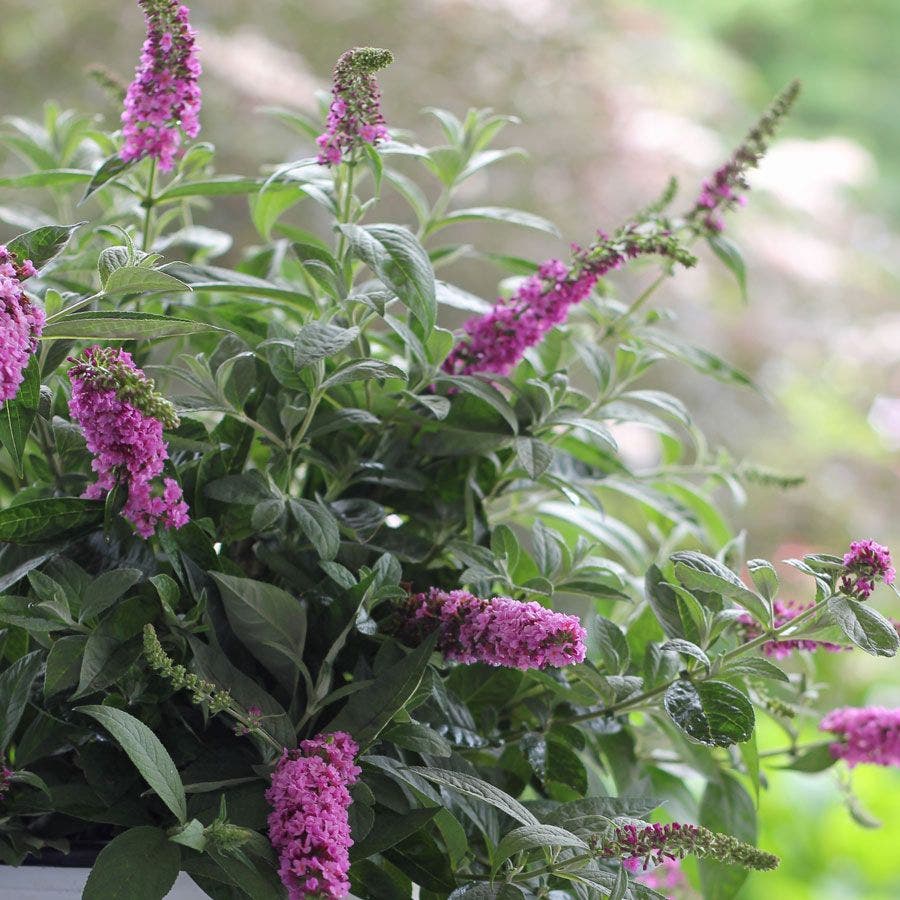 Buddleia Lo & Behold® Pink Micro Chip