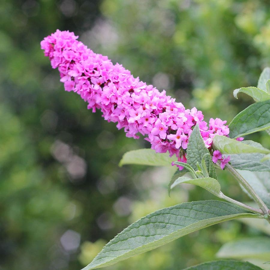 Buddleia Lo & Behold® Pink Micro Chip