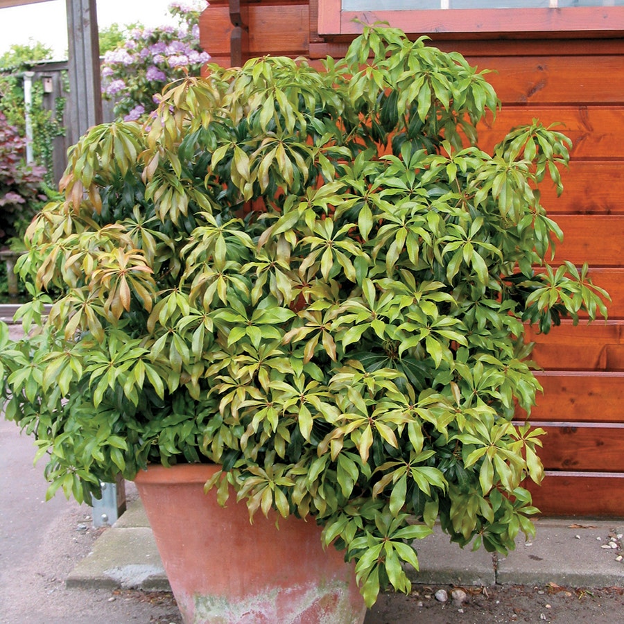 Pieris 'Katsura'