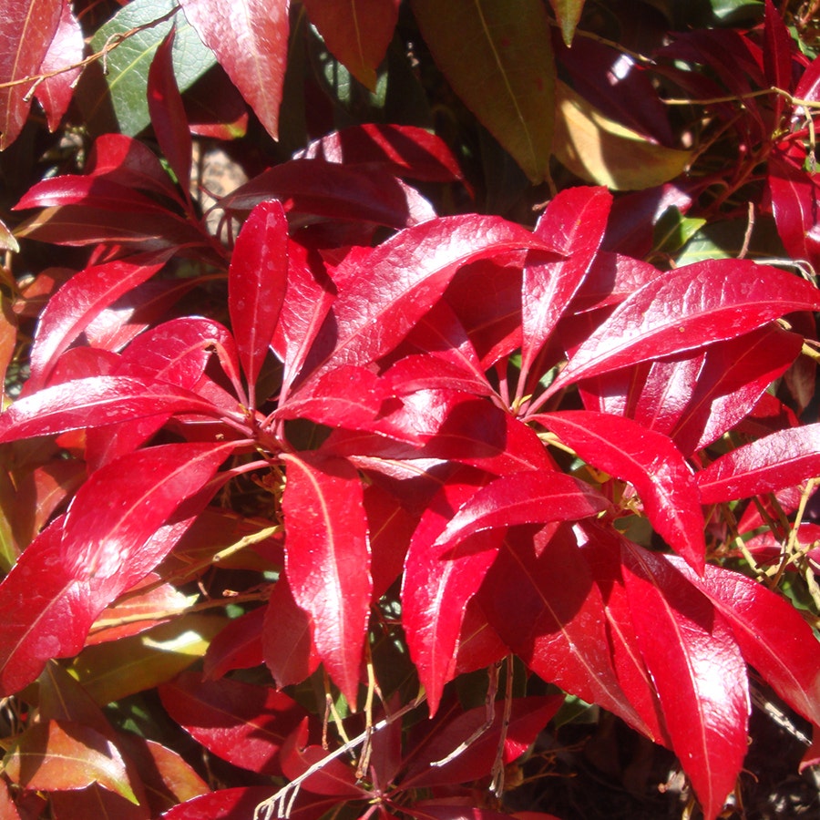Pieris 'Katsura'