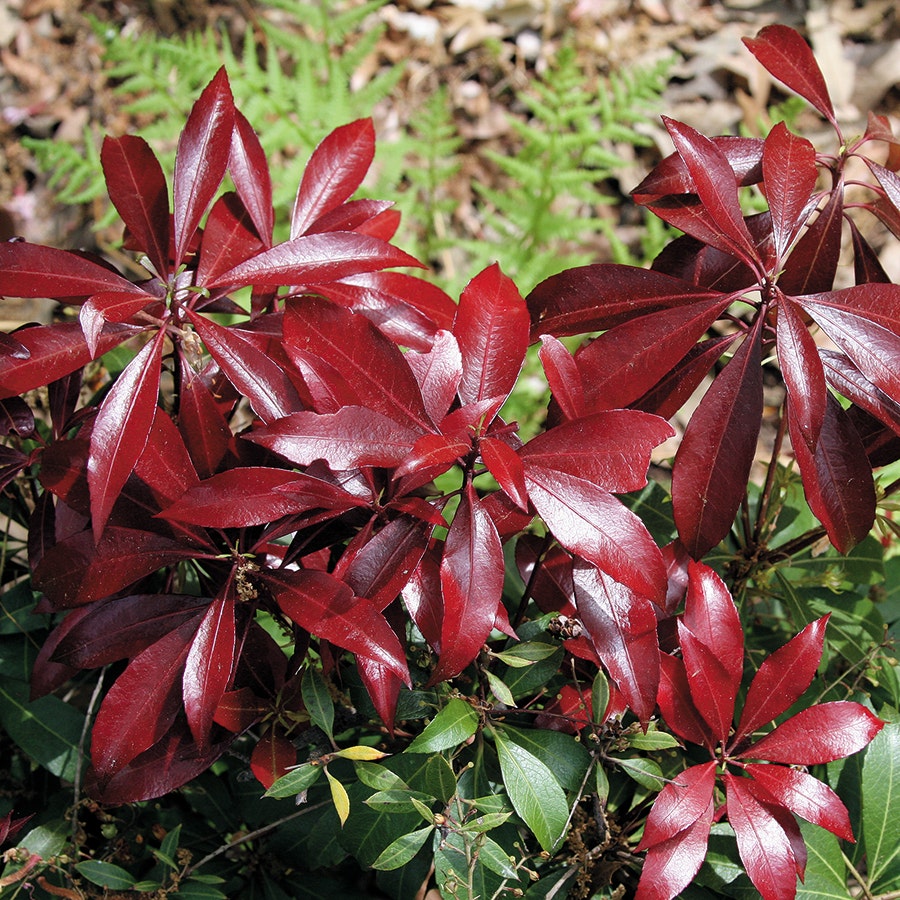 Pieris 'Katsura'
