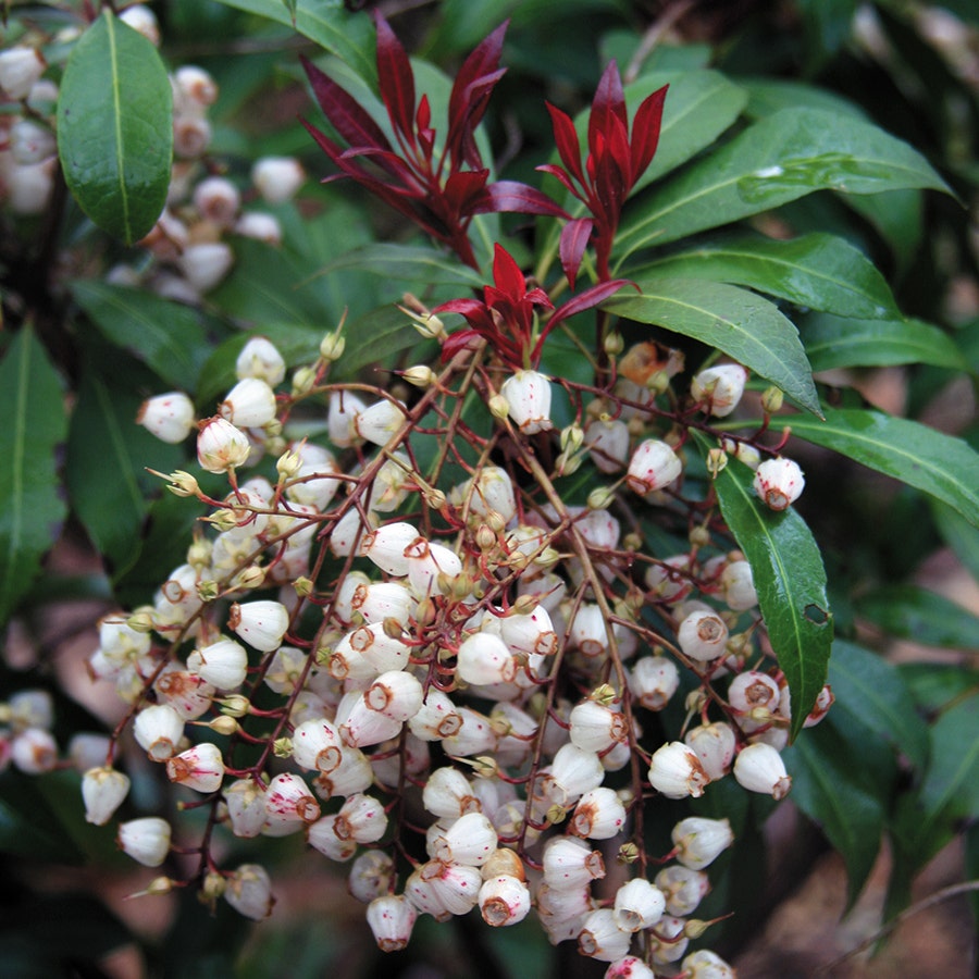 Pieris 'Katsura'
