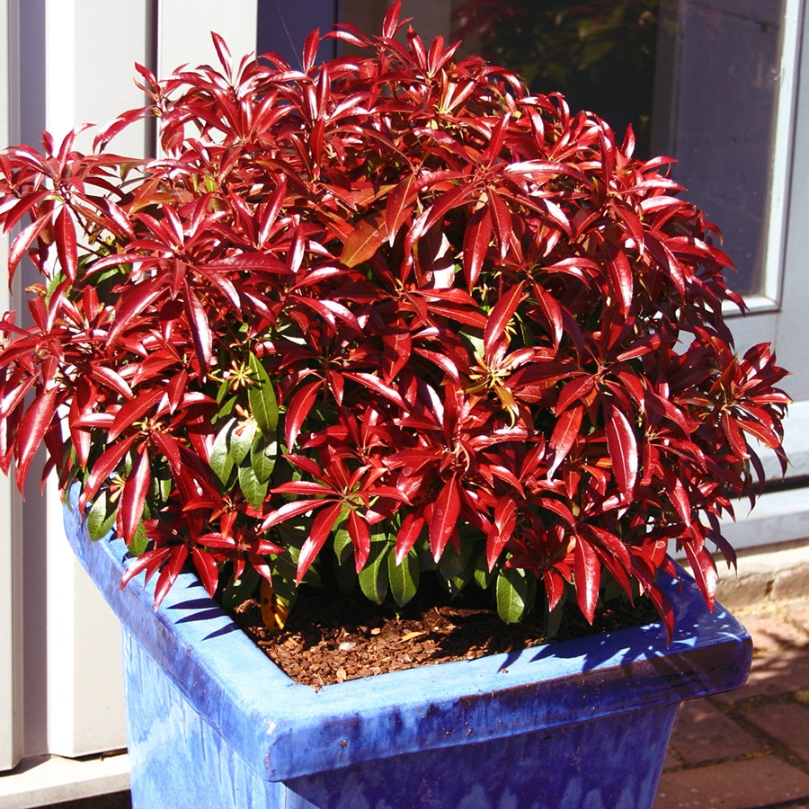 Pieris 'Katsura'