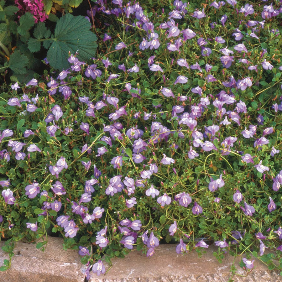 Mazus Purple Creeping Mazus