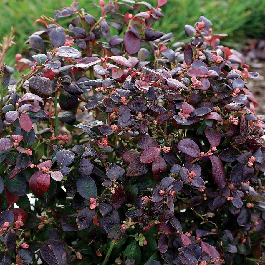 Bushel and Berry® Blueberry Peach Sorbet®
