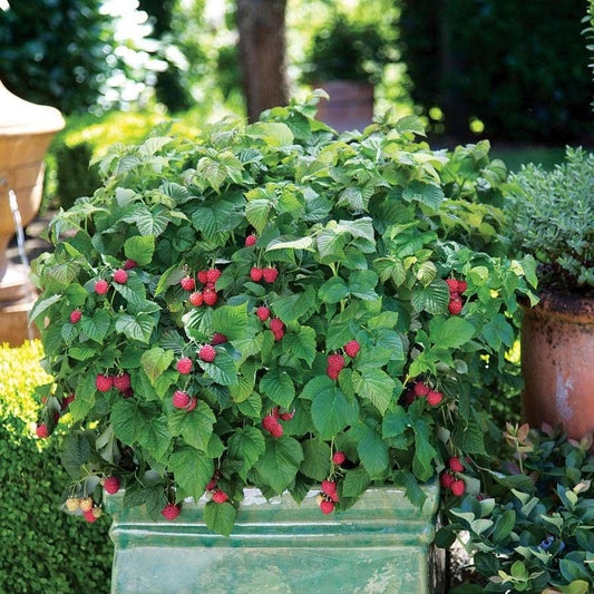 Rubus Bushel and Berry® Raspberry Shortcake®