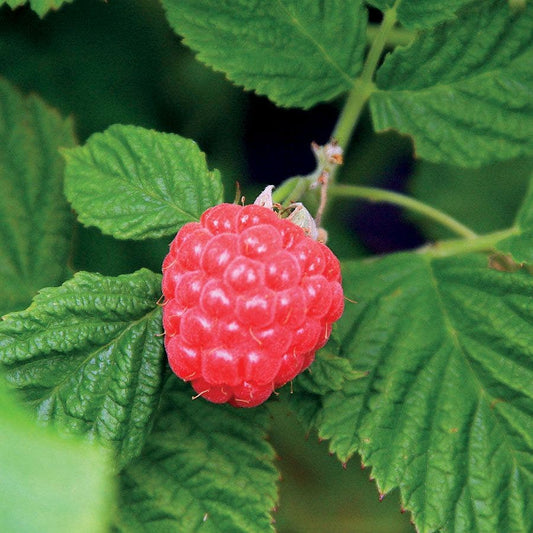 Rubus Bushel and Berry® Raspberry Shortcake®