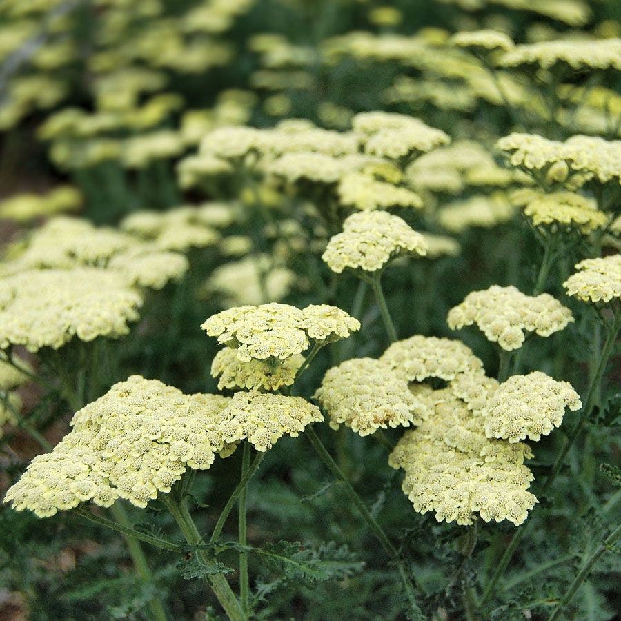 Achillea Moon Dust™