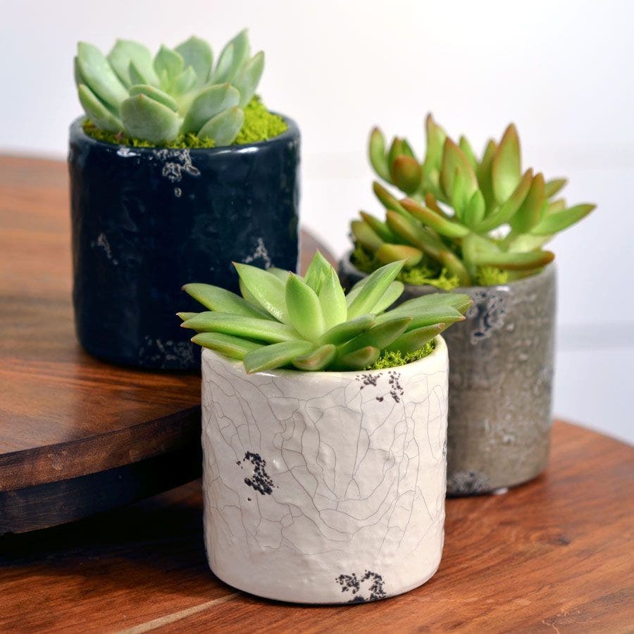 dolomite vertical rib succulent Succulent Plant in Distressed Dolomite