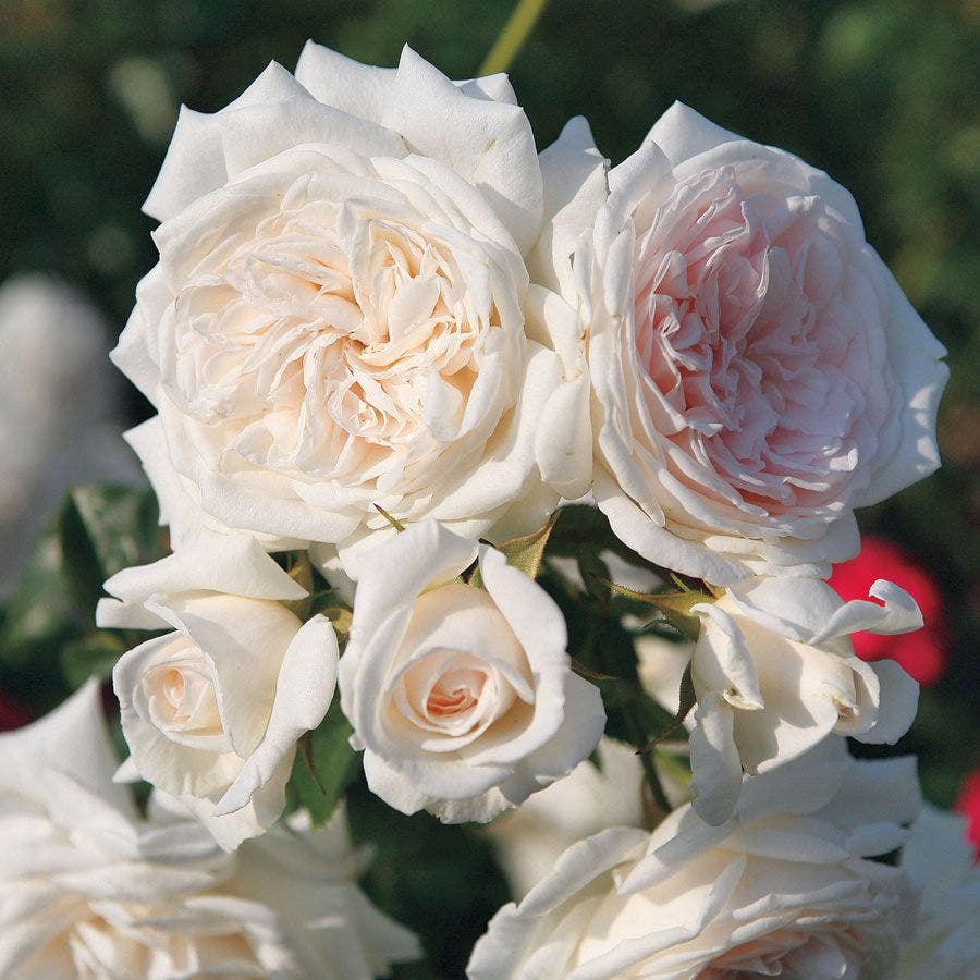 Rosa Arborose® Honeymoon™